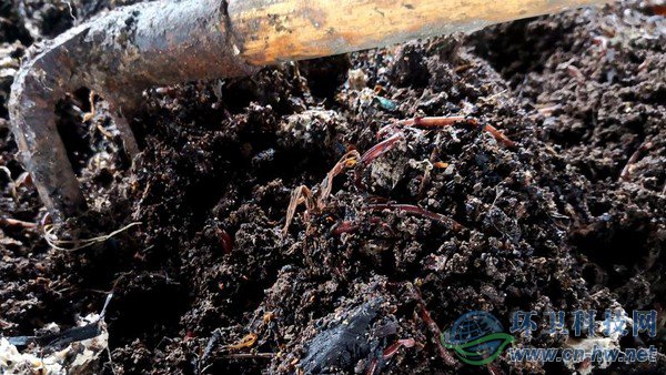 腐殖質(zhì)內(nèi)可以看到一些干垃圾，等蚯蚓吃掉所有腐殖質(zhì)，干垃圾便一覽無余