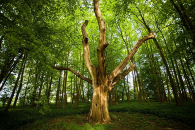 雅居樂集團(tuán)簽署“低碳公章”,將環(huán)保進(jìn)行到底